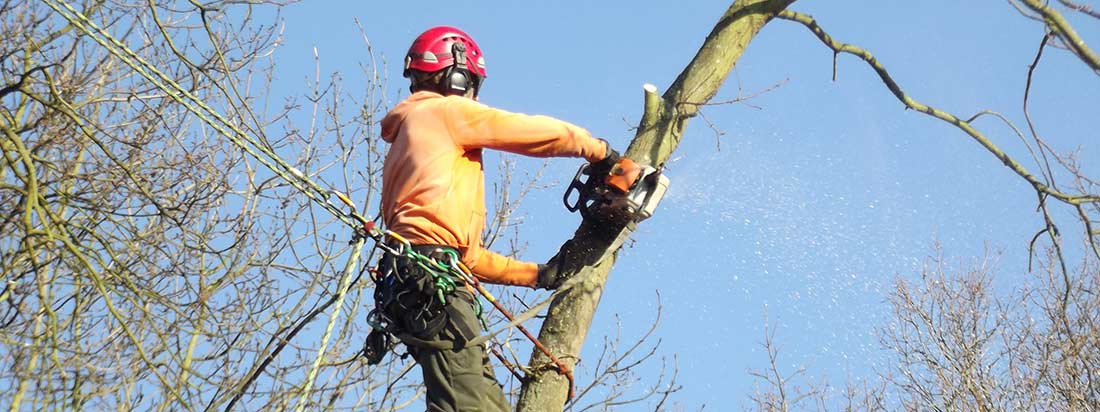Tree Stump Removal in Essex